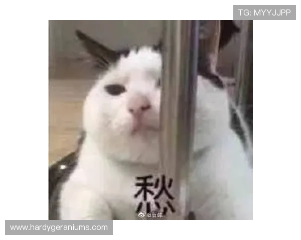 欧宝娱乐官网入口网址2024年最新官方地址,提供稳定安全的登录通道指南