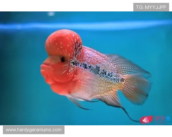 博鱼达人高分技巧分享让你在比赛中脱颖而出